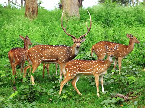 Exotic Axis Deer Hunts in Texas