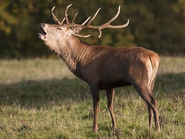 Exotic Barasingha Hunts in Texas