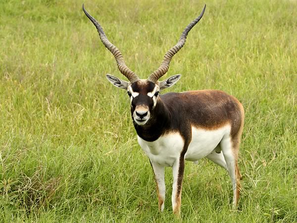 Exotic Blackbuck Antelope Hunts in Texas