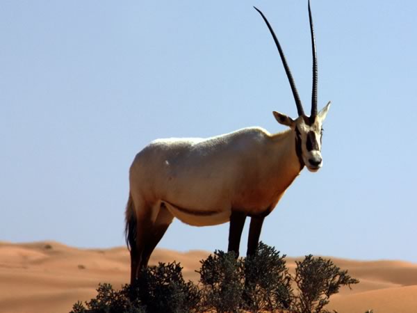 Exotic Gemsbok Hunts in Texas
