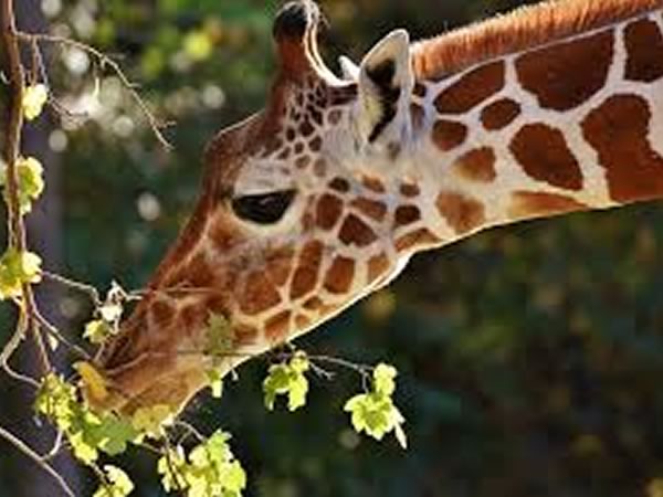 Exotic Giraffe Hunts in Texas