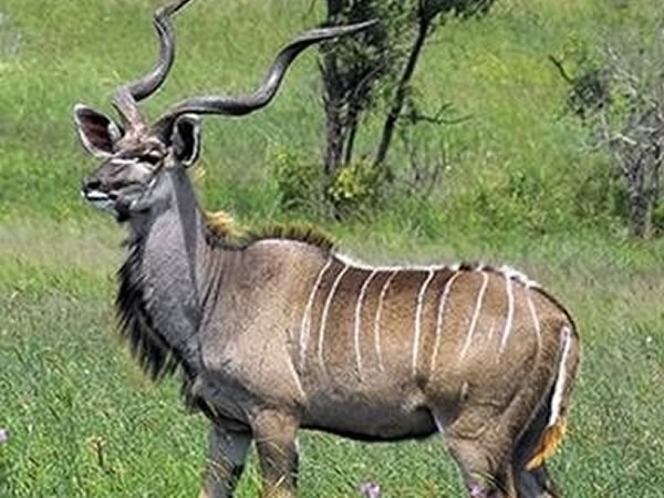 Exotic Greater Kudu Hunts in Texas