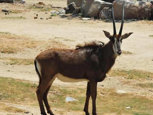 Exotic Sable Antelope Hunts in Texas
