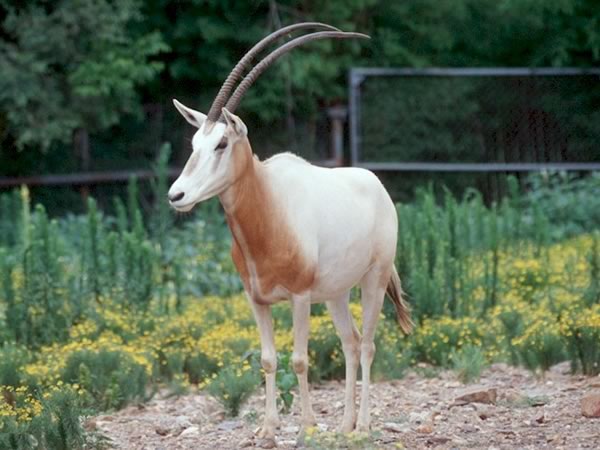 Exotic scimitar oryx Hunts in Texas