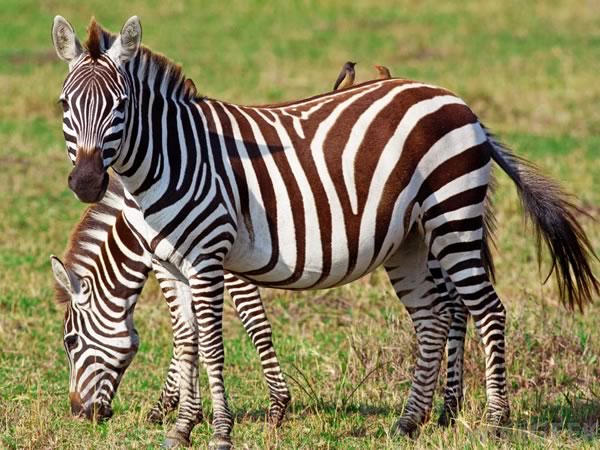 Exotic Zebra Hunts in Texas