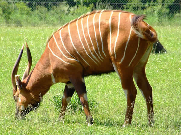 Exotic Zebra Hunts in Texas